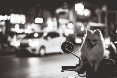 Portrait of dog relaxing on motor scooter at street