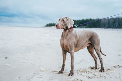 Dog looking away while standing on land