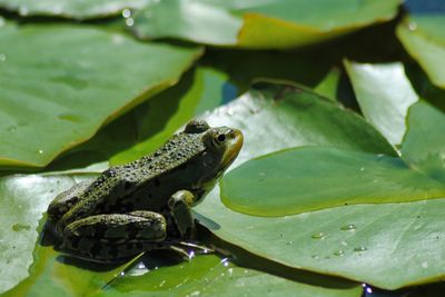 Close-up of frog in water