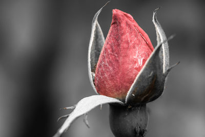 Close-up of wet rose