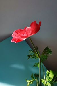 Close-up of pink flower against sky