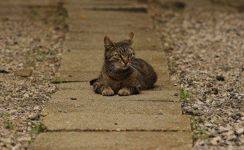 Portrait of a cat sitting on field