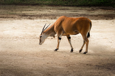 Horse standing at desert