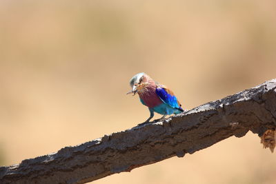 Close-up of bird perching on branch