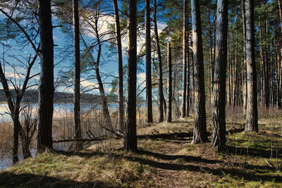 Trees in forest against sky