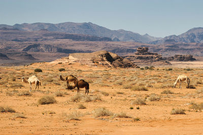 Scenic view of landscape against sky with camels in the field 