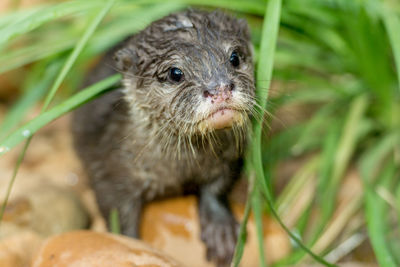 Close-up of otter on grass