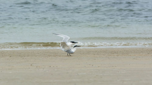 Seagull flying over beach