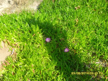 High angle view of purple flowering plants on land