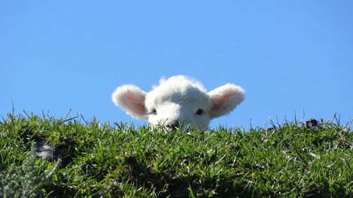 Sheep in a field