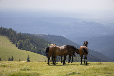 Horses on a field