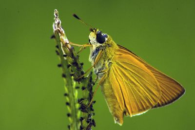 Close-up of butterfly pollinating flower