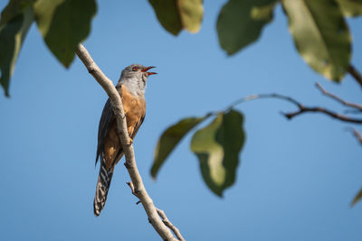 Low angle view of bird perching on branch against sky