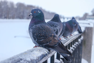 Close-up of pigeons perching on snow