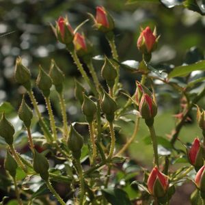 Close-up of red flower