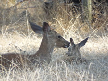 Deer in a field