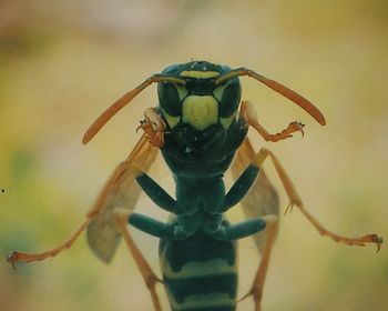 Close-up of plant against blurred background