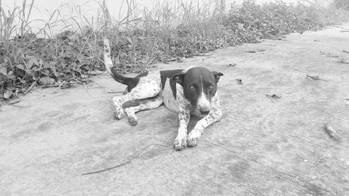 High angle view of dog