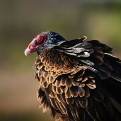 Close-up of eagle