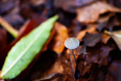 Close-up of mushroom growing on land