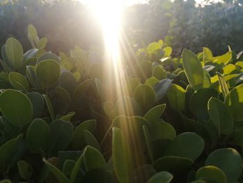 Sunlight streaming through plants