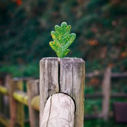 Close-up of wooden post on tree stump in field