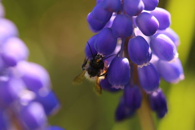 Close-up of bee on purple flower