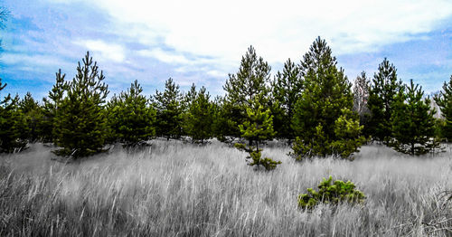 Plants growing on land against sky