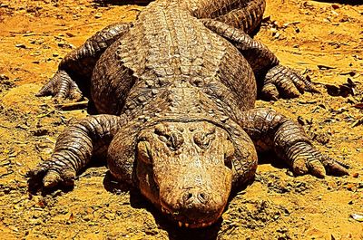 Close-up of crocodile