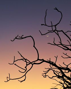 Close-up of silhouette bare tree against sky