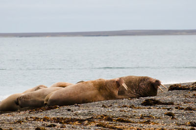 Close-up of lion lying by sea against sky