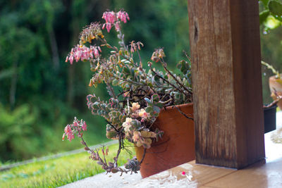 Pink flowers blooming on tree