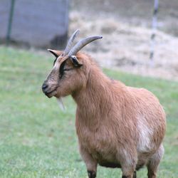 Close-up of a horse on field