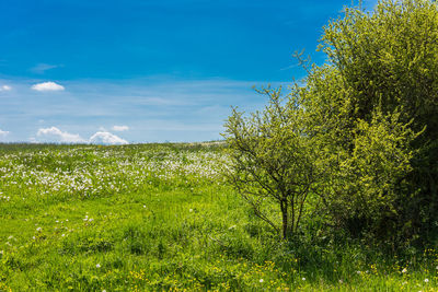 Plants growing on land against sky