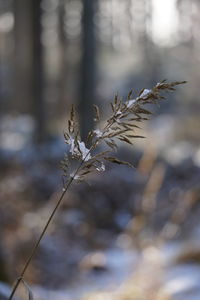 Close-up of frozen plant