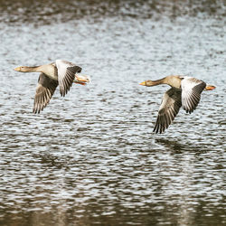 Birds flying over lake