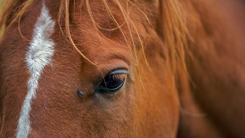 Close-up of brown horse eye