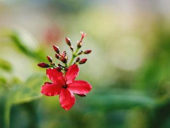 Close-up of red flowering plant