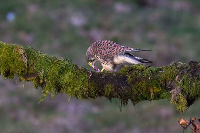 Close-up of bird perching on branch