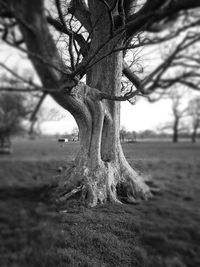 Bare tree on field