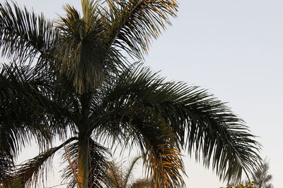 Low angle view of palm tree against clear sky