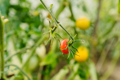 Close-up of red berries on plant
