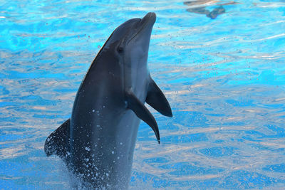 Close up of a dolphin performing in a dolphin show