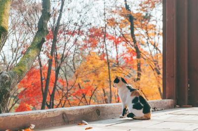 Cat looking away while standing on tree