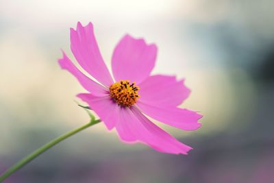 Close-up of pink cosmos flower