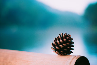 Close-up of pine cone on table