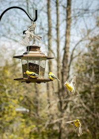 Birds flying in a bird