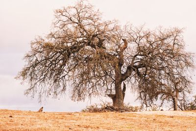 Tree on landscape against clear sky