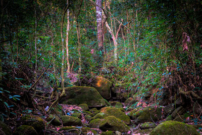View of an animal in forest