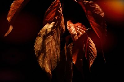 Close-up of autumnal leaves against black background
